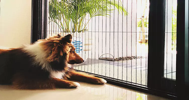 Sliding Screen Pet Door Repair in Cocoa, FL